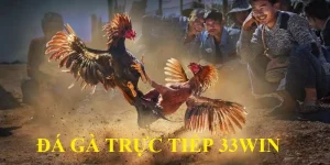 đá gà trực tiếp 33win